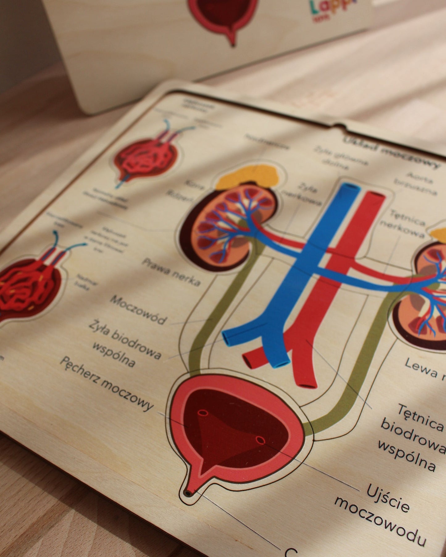 zabawki montessori, układanka drewniana, edukacyjne zabawki drewniane, nauka anatomii dla dzieci, drewniana układanka układ moczowy, anatomia Montessori, edukacja STEM, drewniane zabawki edukacyjne, interaktywna nauka anatomii, nauka przez zabawę, drewniana układanka organy, edukacyjne zabawki przedszkolne, Montessori anatomia, zabawki wspierające rozwój poznawczy, ekologiczne zabawki drewniane, układ moczowy dla dzieci, nauka zdrowia, drewniane puzzle układ moczowy