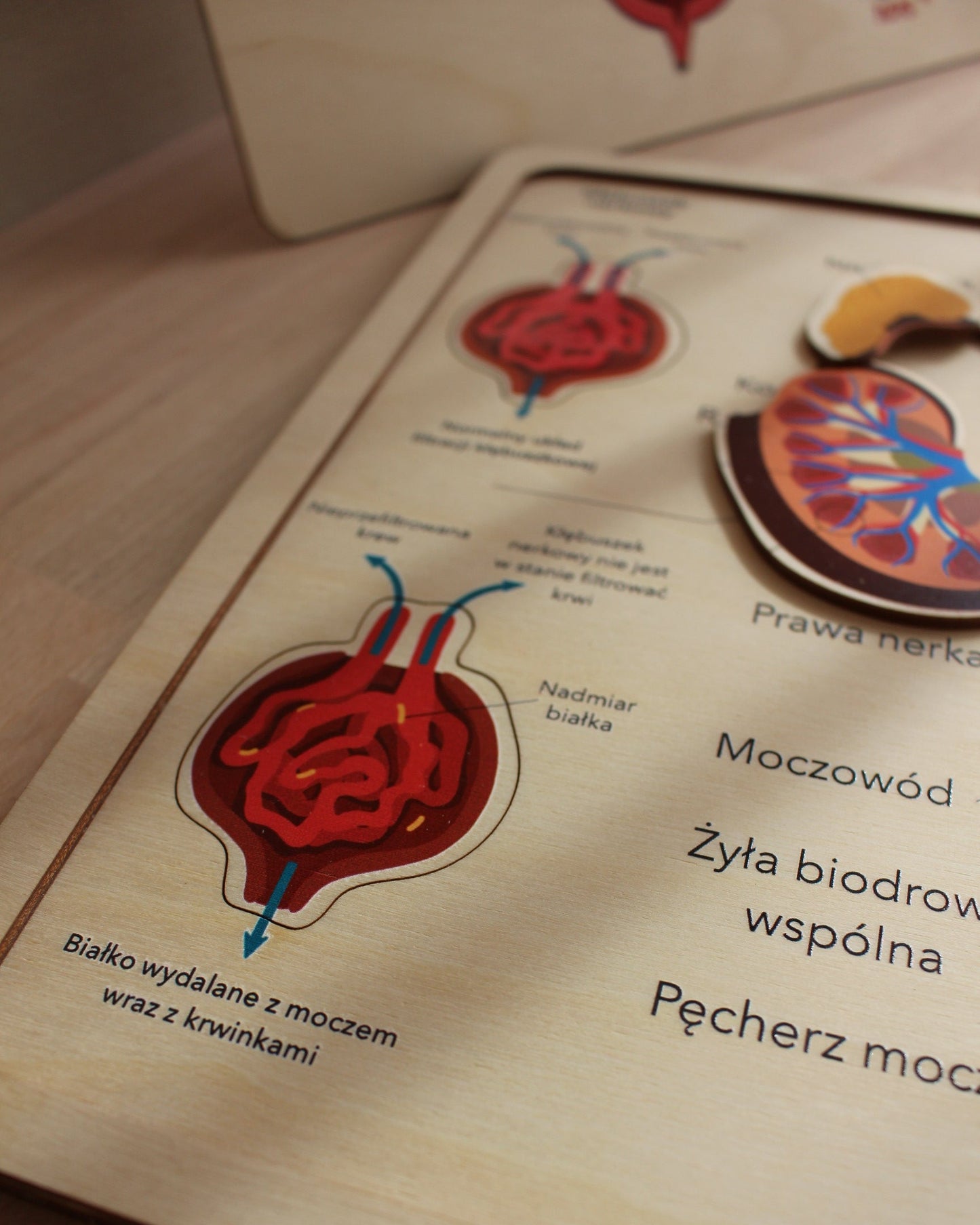 zabawki montessori, układanka drewniana, edukacyjne zabawki drewniane, nauka anatomii dla dzieci, drewniana układanka układ moczowy, anatomia Montessori, edukacja STEM, drewniane zabawki edukacyjne, interaktywna nauka anatomii, nauka przez zabawę, drewniana układanka organy, edukacyjne zabawki przedszkolne, Montessori anatomia, zabawki wspierające rozwój poznawczy, ekologiczne zabawki drewniane, układ moczowy dla dzieci, nauka zdrowia, drewniane puzzle układ moczowy