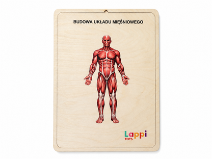 Budowa układu mięśniowego - drewniana układanka Montessori