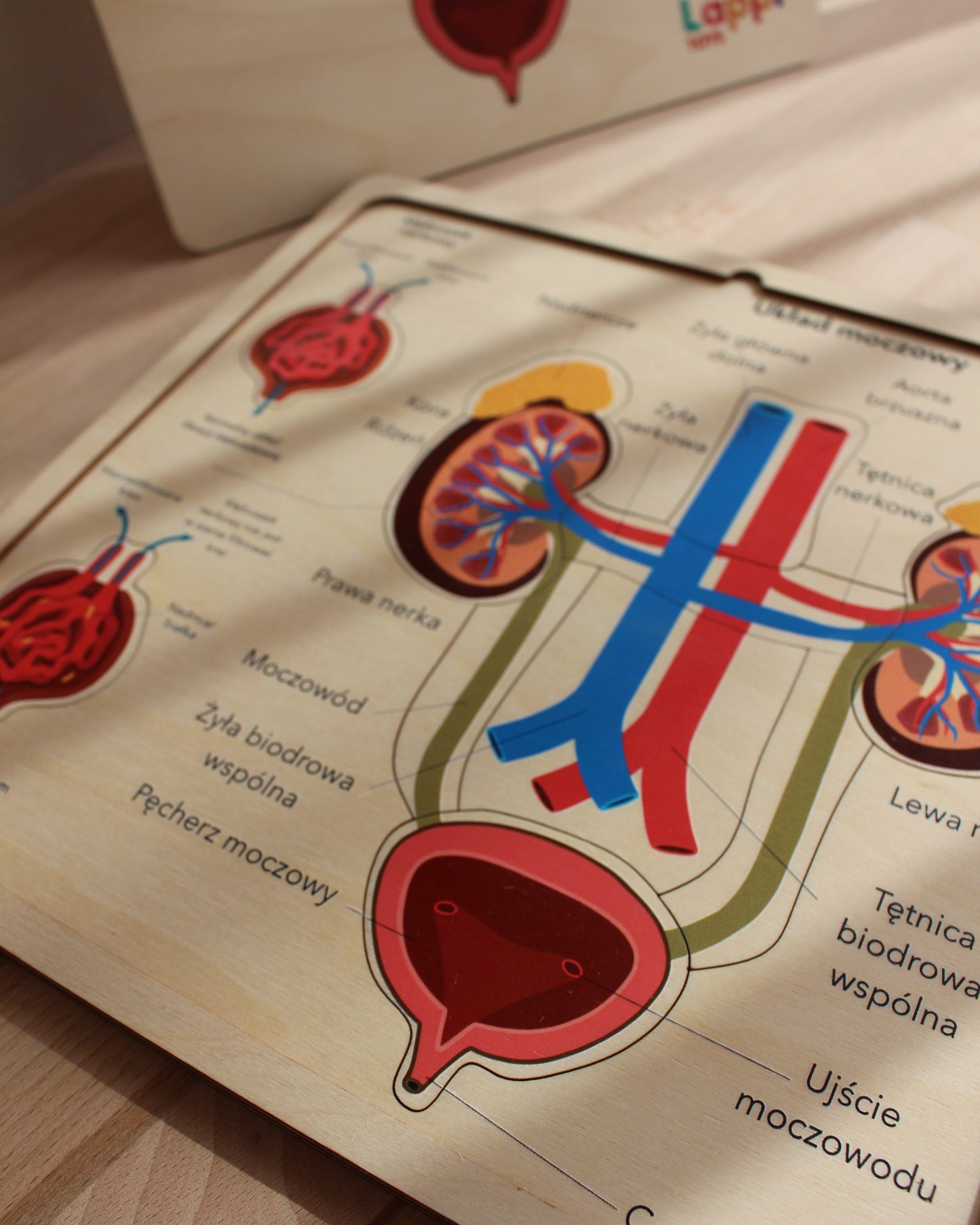 zabawki montessori, układanka drewniana, edukacyjne zabawki drewniane, nauka anatomii dla dzieci, drewniana układanka układ moczowy, anatomia Montessori, edukacja STEM, drewniane zabawki edukacyjne, interaktywna nauka anatomii, nauka przez zabawę, drewniana układanka organy, edukacyjne zabawki przedszkolne, Montessori anatomia, zabawki wspierające rozwój poznawczy, ekologiczne zabawki drewniane, układ moczowy dla dzieci, nauka zdrowia, drewniane puzzle układ moczowy