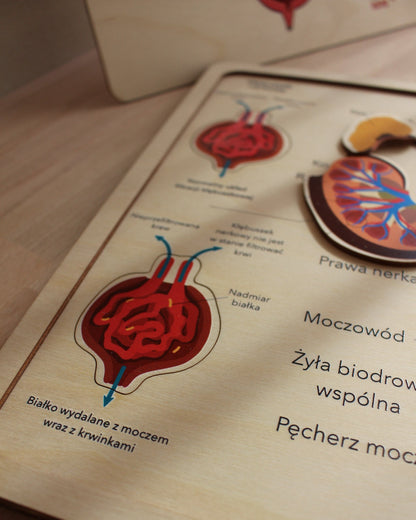 zabawki montessori, układanka drewniana, edukacyjne zabawki drewniane, nauka anatomii dla dzieci, drewniana układanka układ moczowy, anatomia Montessori, edukacja STEM, drewniane zabawki edukacyjne, interaktywna nauka anatomii, nauka przez zabawę, drewniana układanka organy, edukacyjne zabawki przedszkolne, Montessori anatomia, zabawki wspierające rozwój poznawczy, ekologiczne zabawki drewniane, układ moczowy dla dzieci, nauka zdrowia, drewniane puzzle układ moczowy